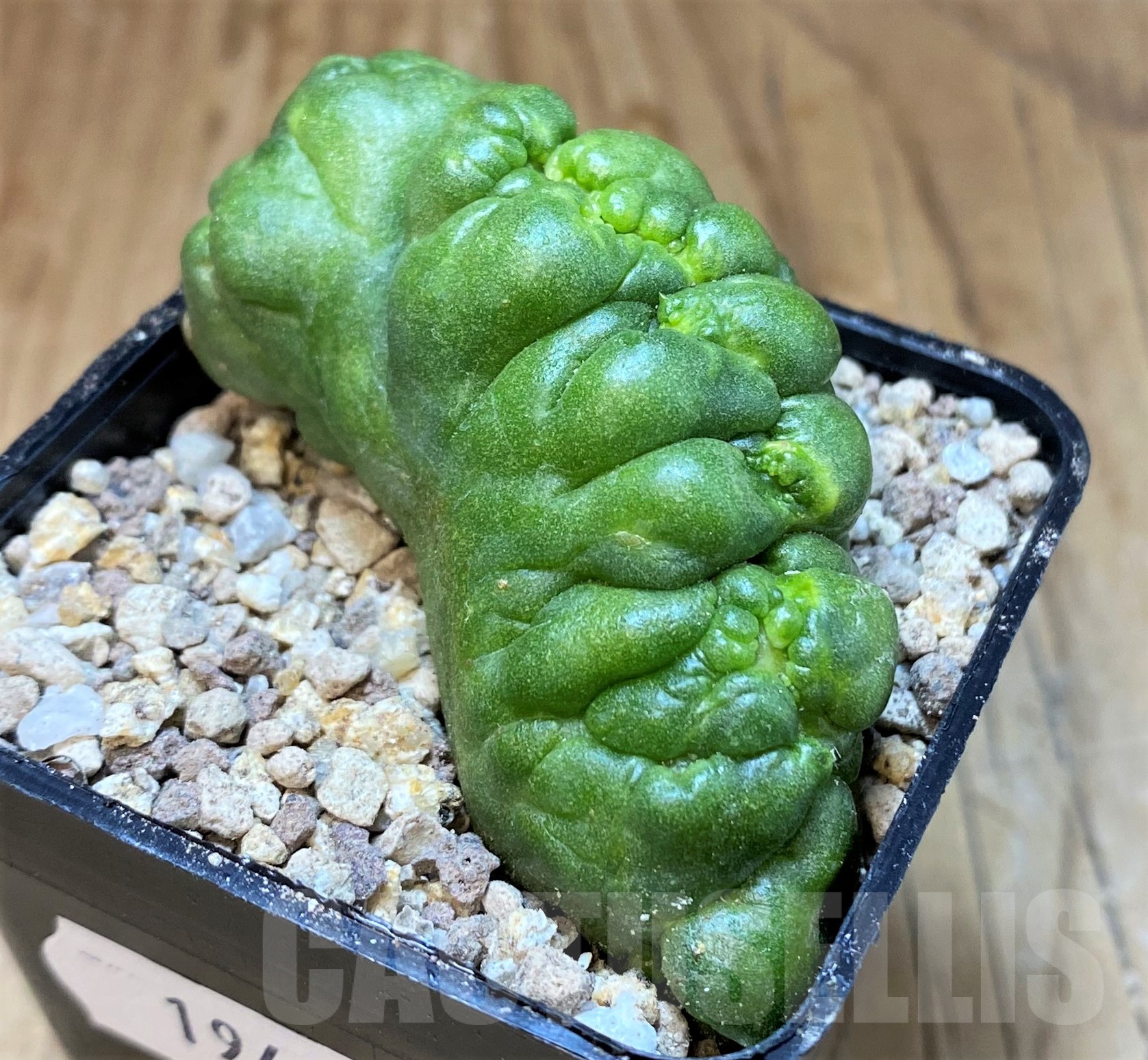 SH19427 Mammillaria bocasana 'Fred' f. monstrosa - immagine 2