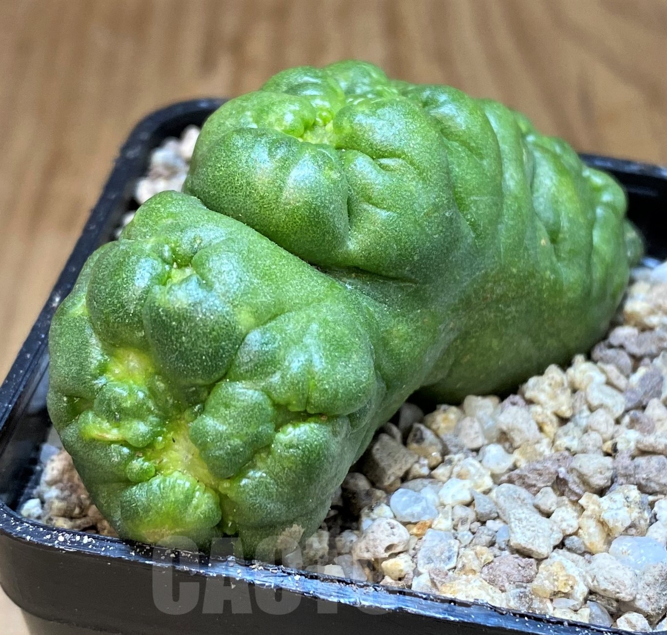 SH19427 Mammillaria bocasana 'Fred' f. monstrosa