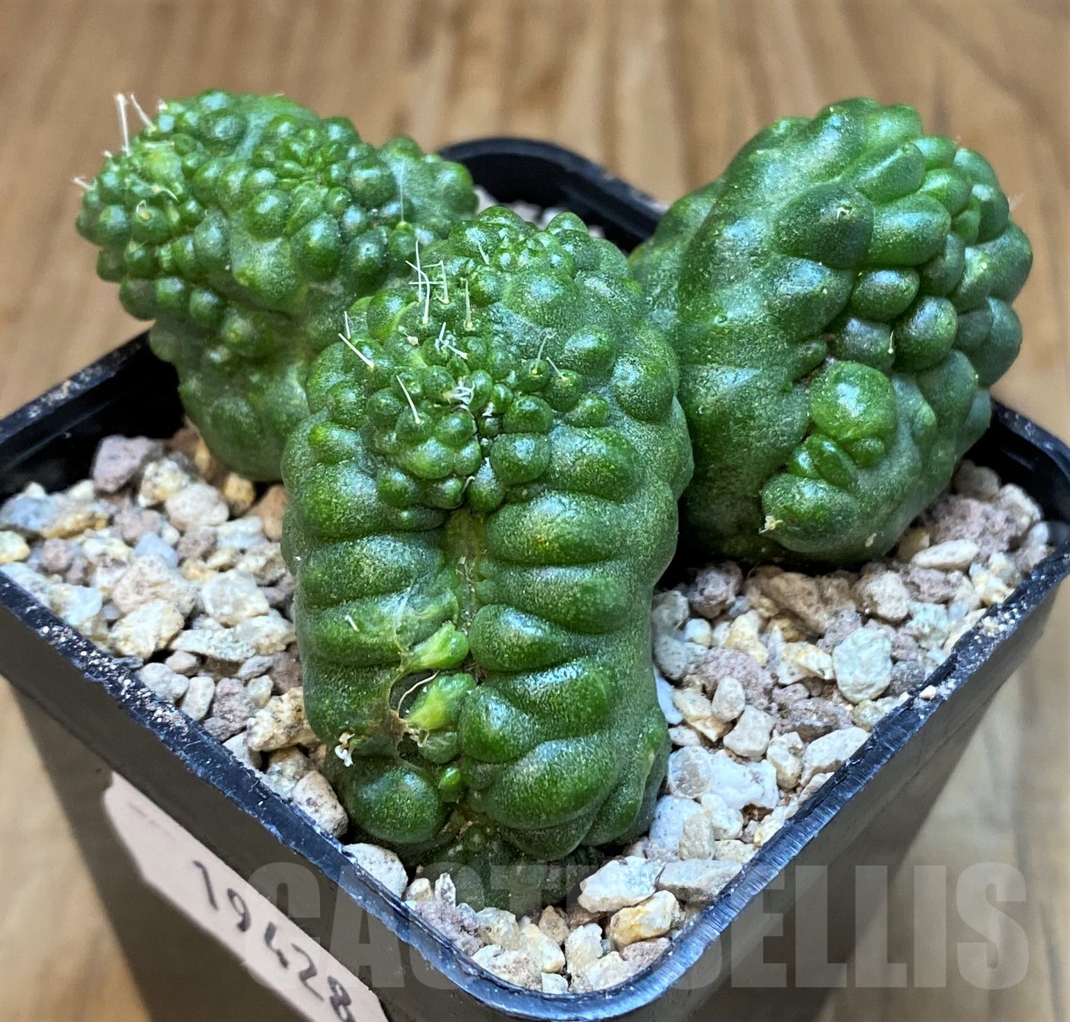 SH19428 Mammillaria spinosissima ‘Uno Pico’ f. monstrosa - Image 2