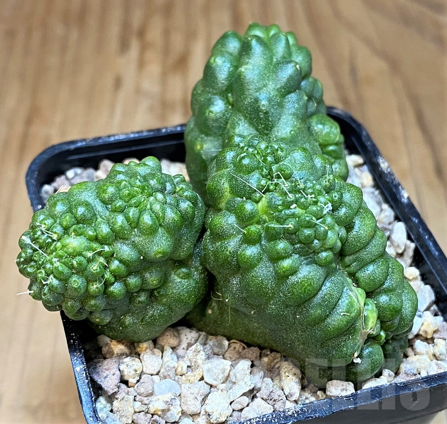 SH19428 Mammillaria spinosissima ‘Uno Pico’ f. monstrosa