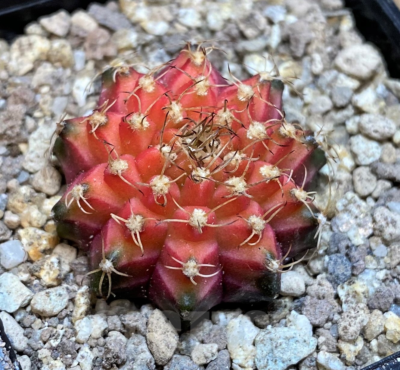 SH19431 Gymnocalycium mihanovichii 'Neon' Pink