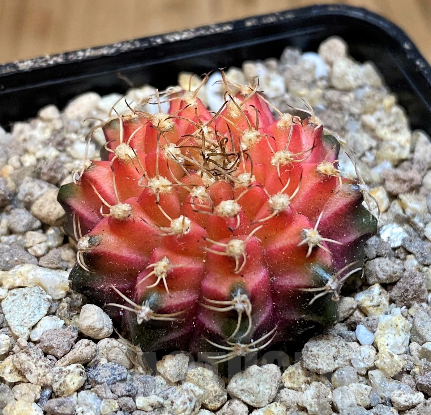SH19431 Gymnocalycium mihanovichii 'Neon' Pink - immagine 2
