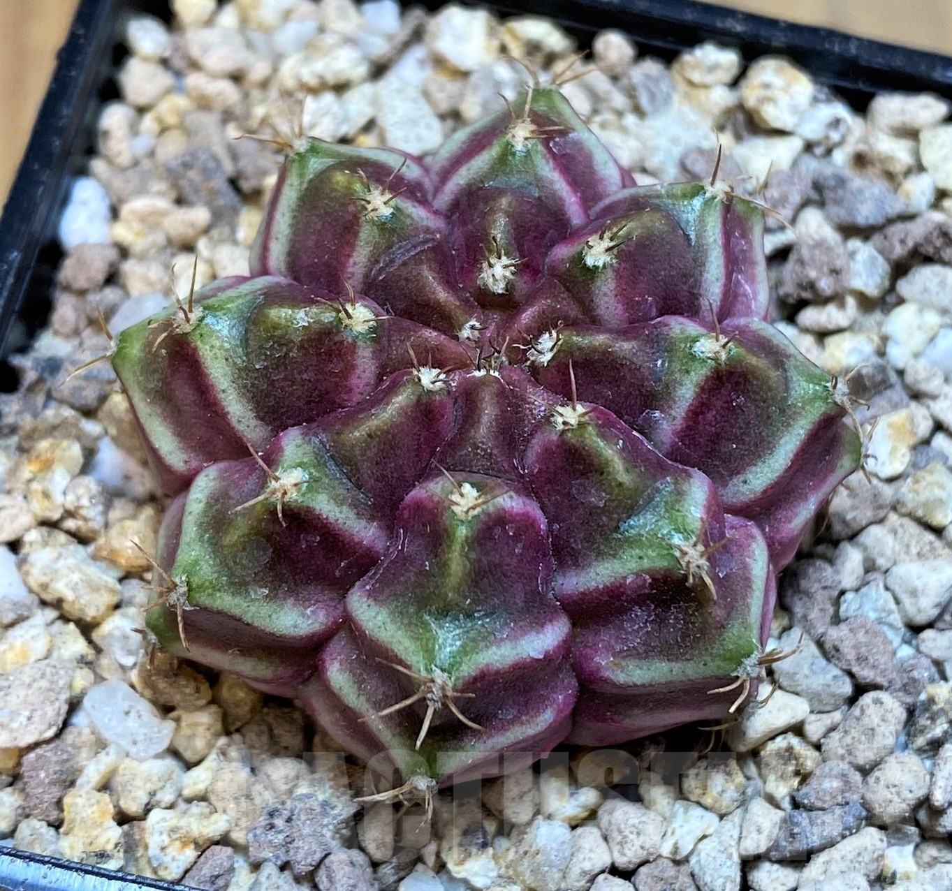 SH19434 Gymnocalycium mihanovichii 'Neon' hybrid