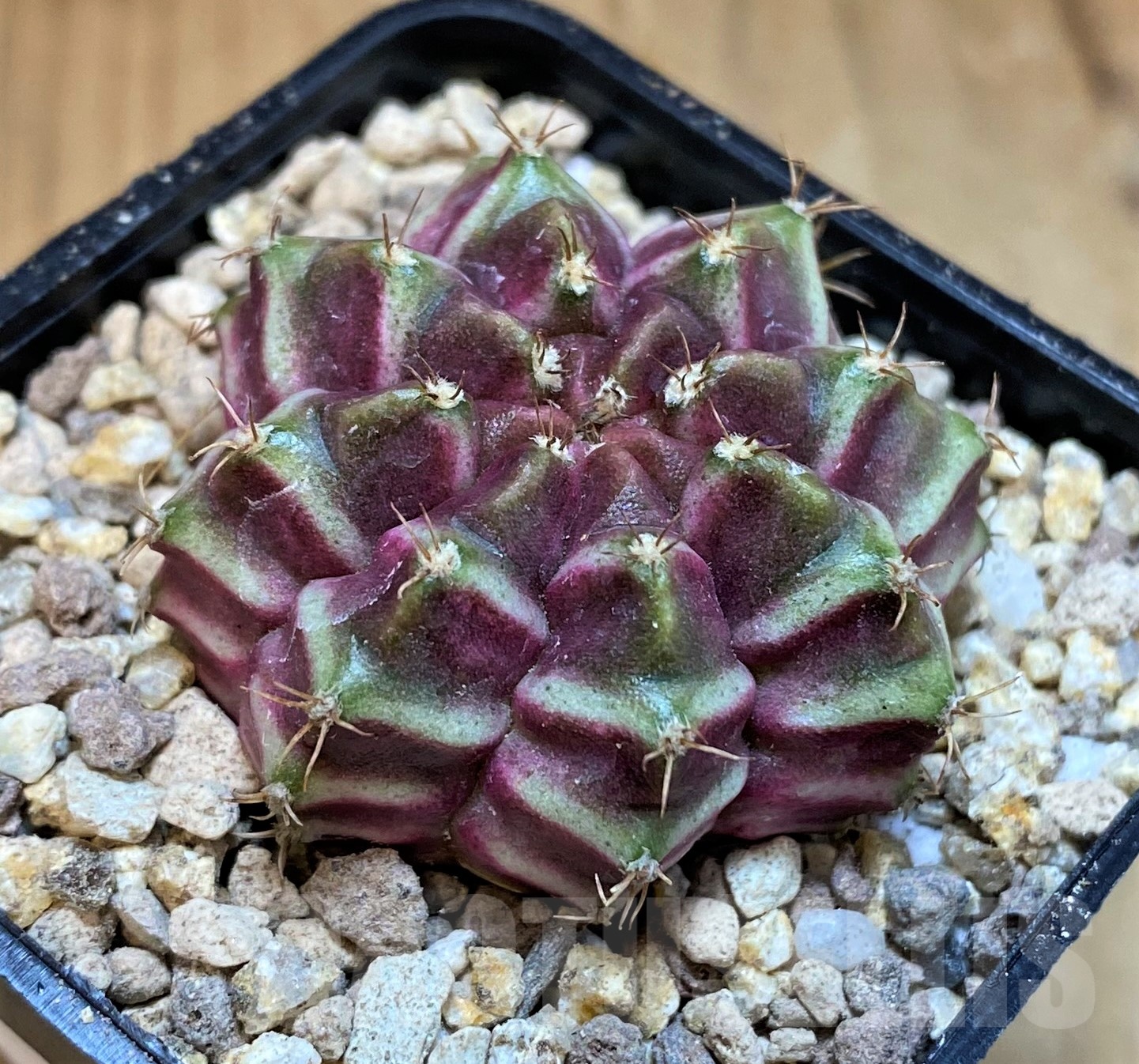 SH19434 Gymnocalycium mihanovichii 'Neon' hybrid - Image 2