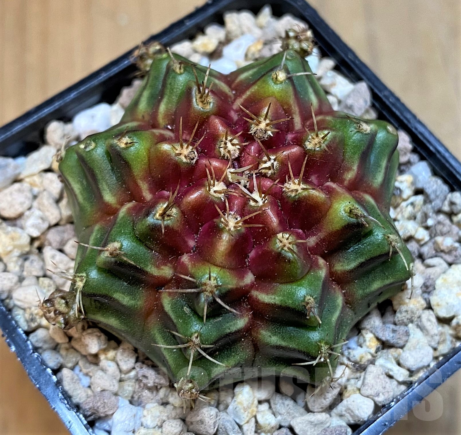 SH19435 Gymnocalycium mihanovichii 'Neon' hybrid
