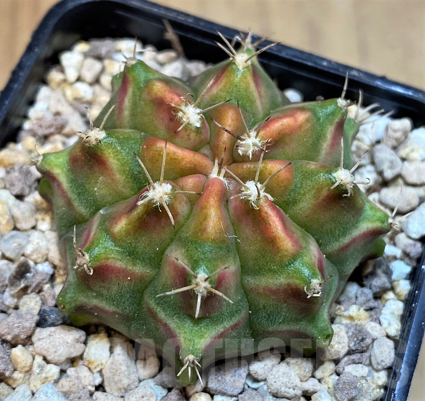 SH19438 Gymnocalycium mihanovichii 'Neon' Green