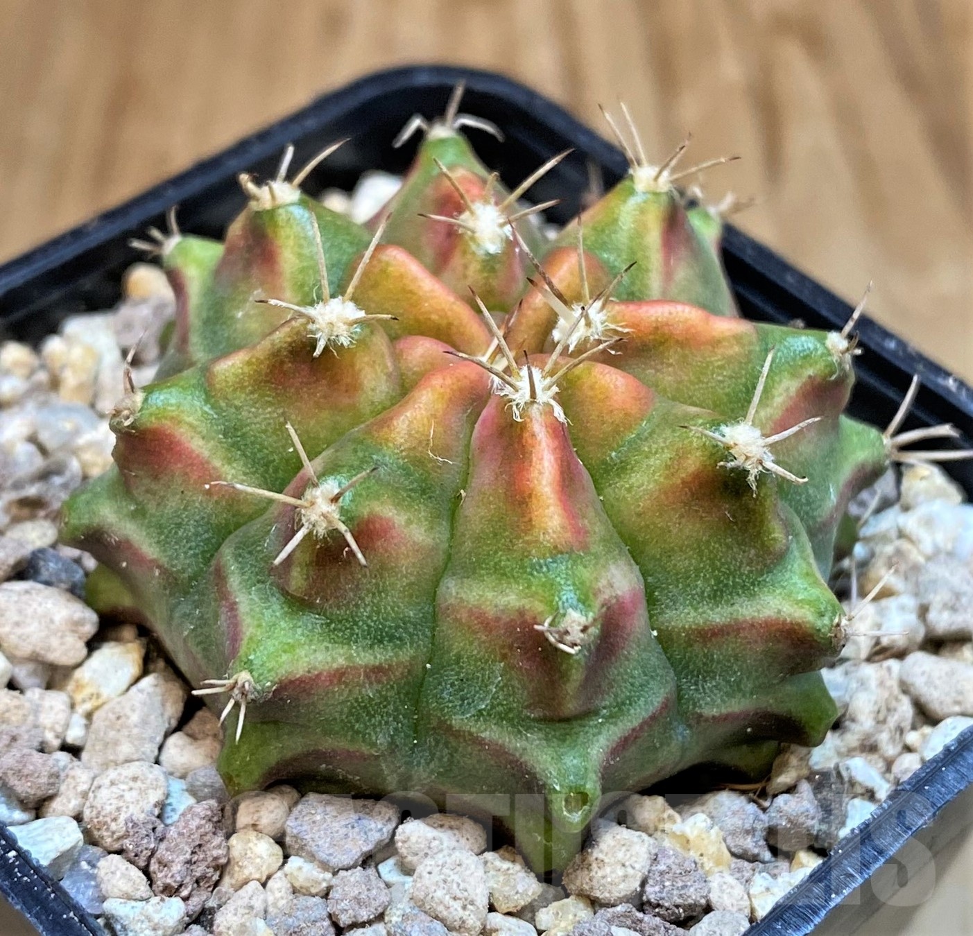 SH19438 Gymnocalycium mihanovichii 'Neon' Green - Image 2