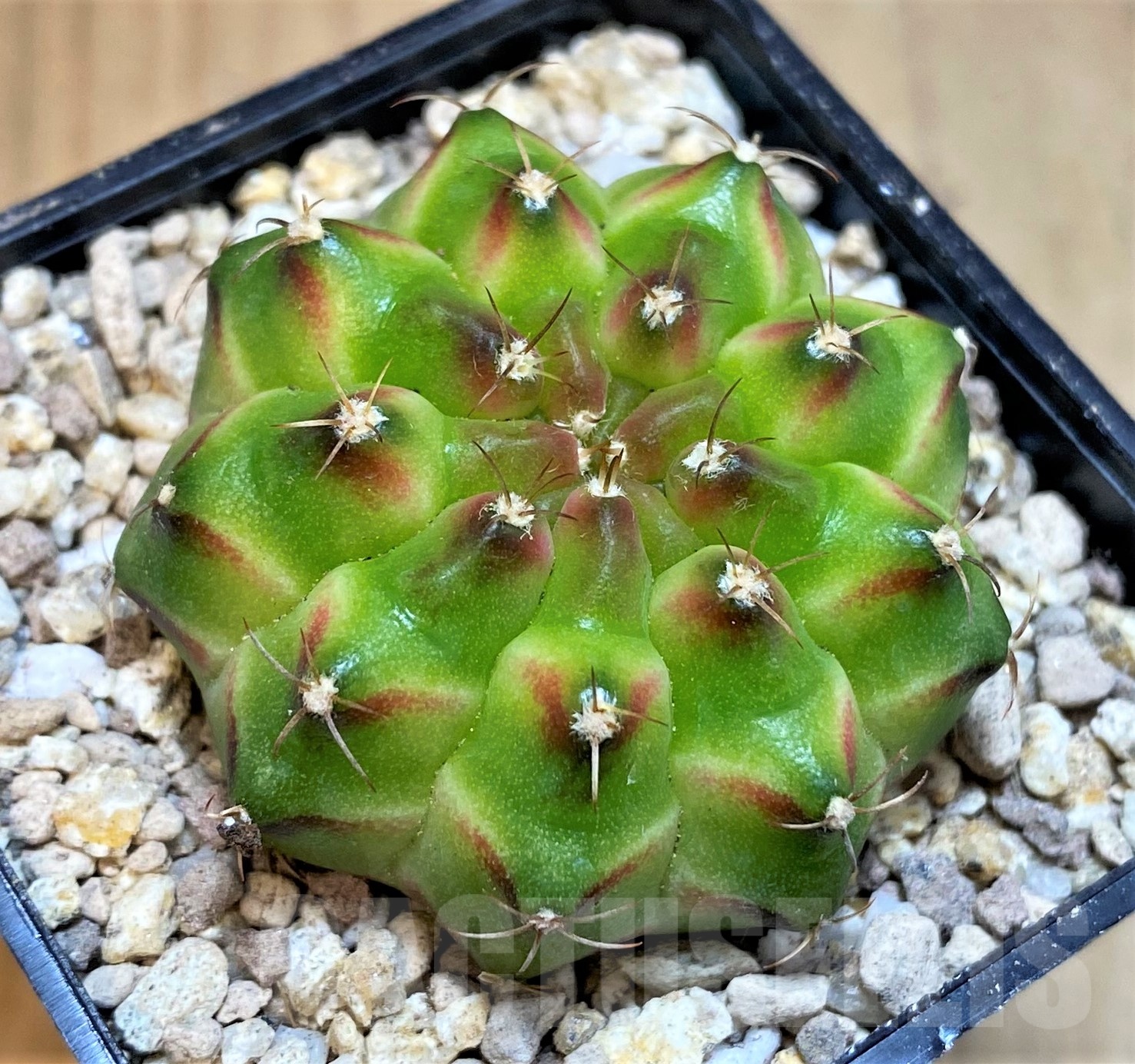 SH19440 Gymnocalycium mihanovichii 'Neon' Green