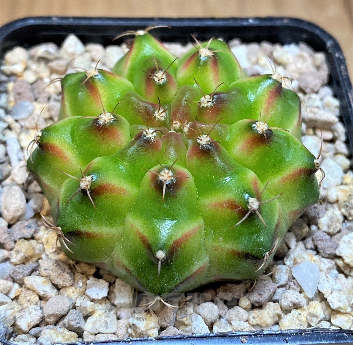 SH19440 Gymnocalycium mihanovichii 'Neon' Green - Image 2