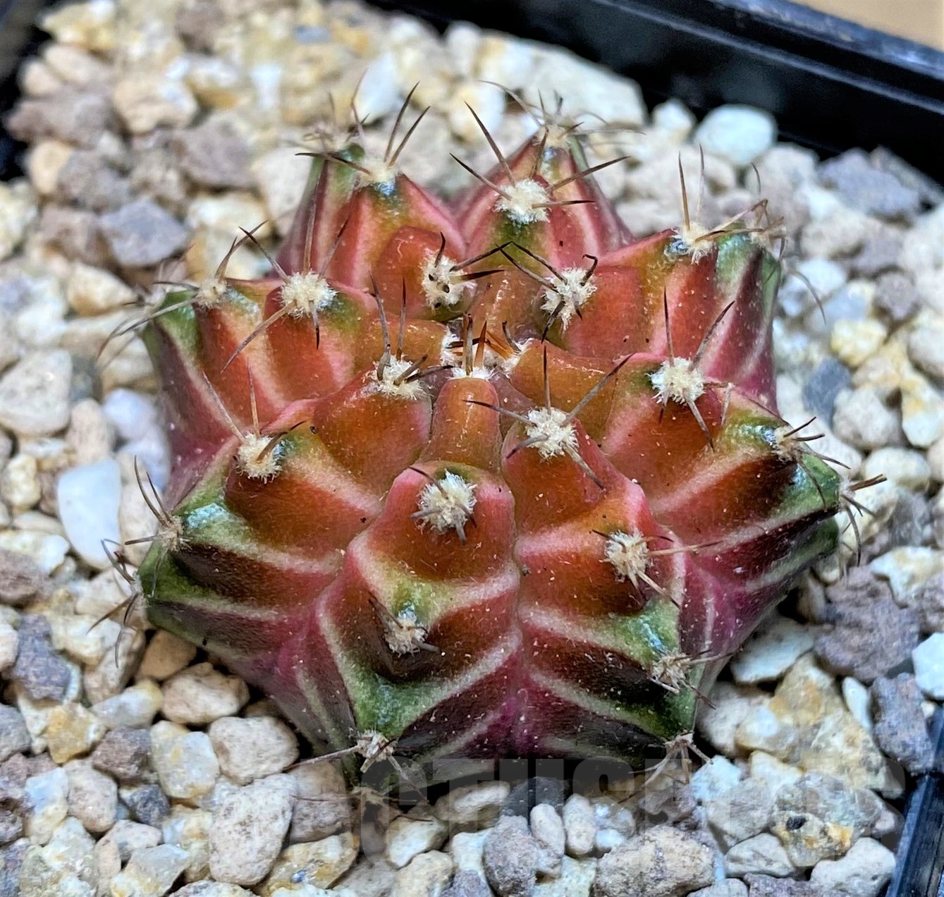 SH19441 Gymnocalycium mihanovichii 'Neon' Pink