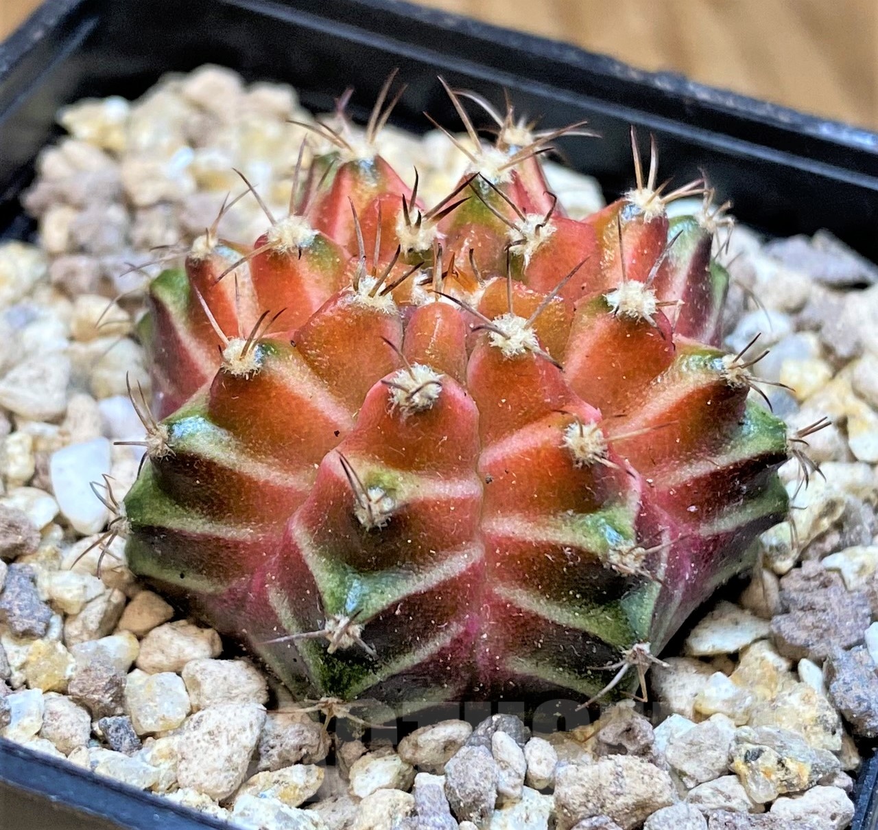 SH19441 Gymnocalycium mihanovichii 'Neon' Pink - Зображення 2