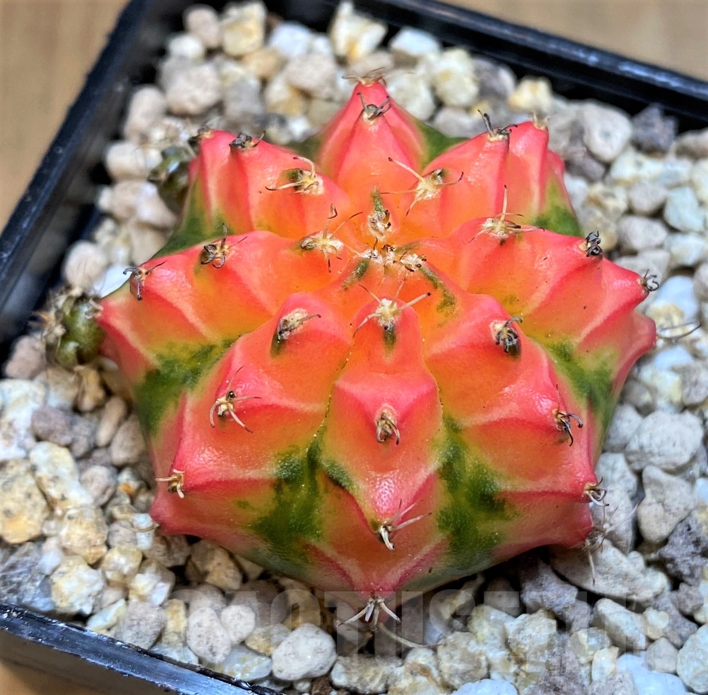 SH19442 Gymnocalycium mihanovichii 'French Fuchsia'