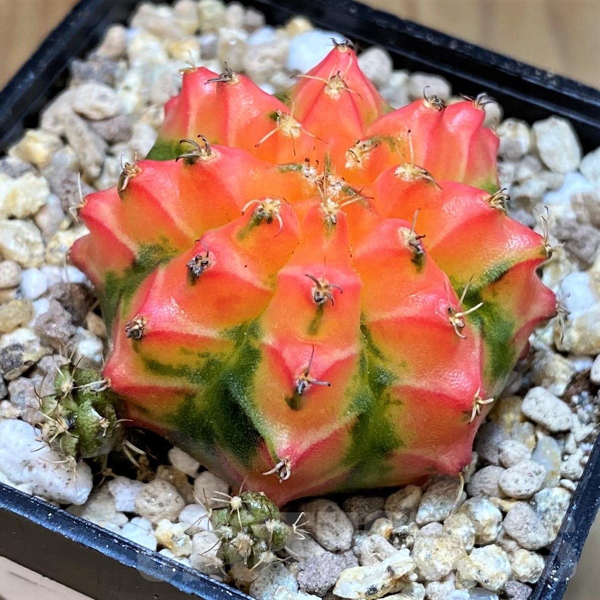 SH19442 Gymnocalycium mihanovichii 'French Fuchsia' - immagine 2