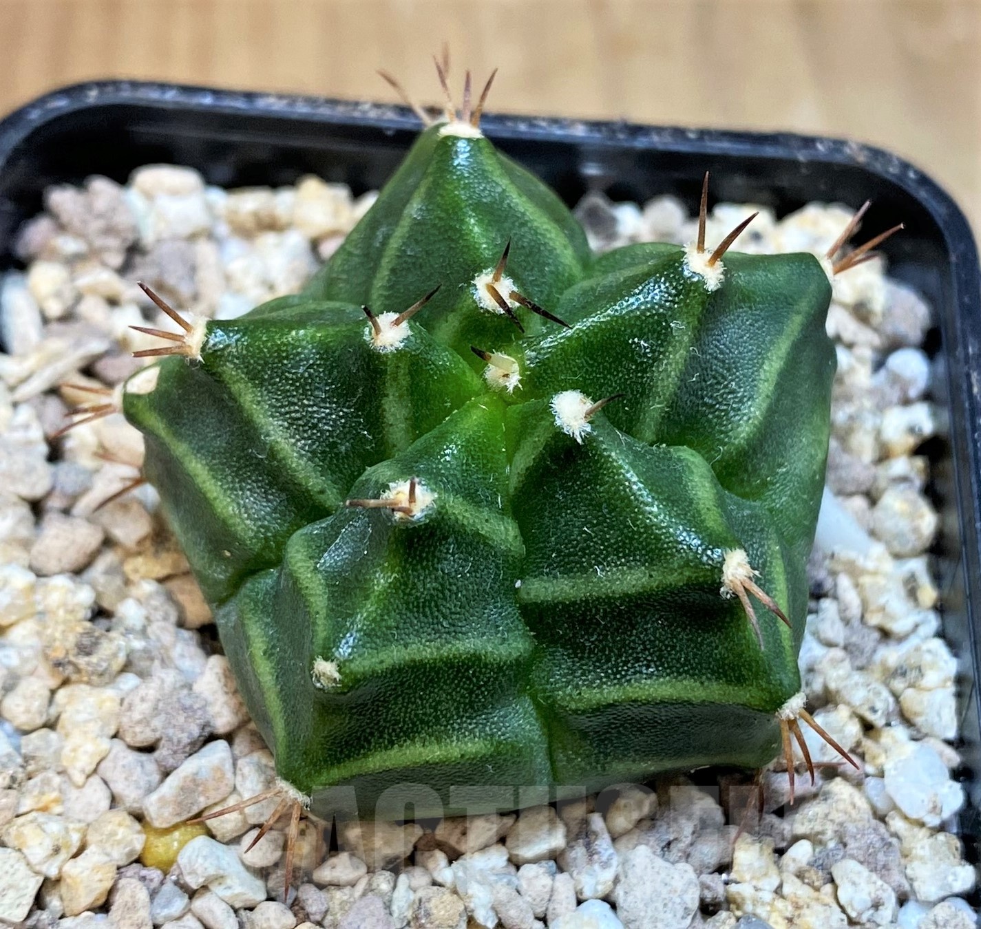 SH19444 Gymnocalycium mihanovichii 'Kikko', 5 ribs - Image 2