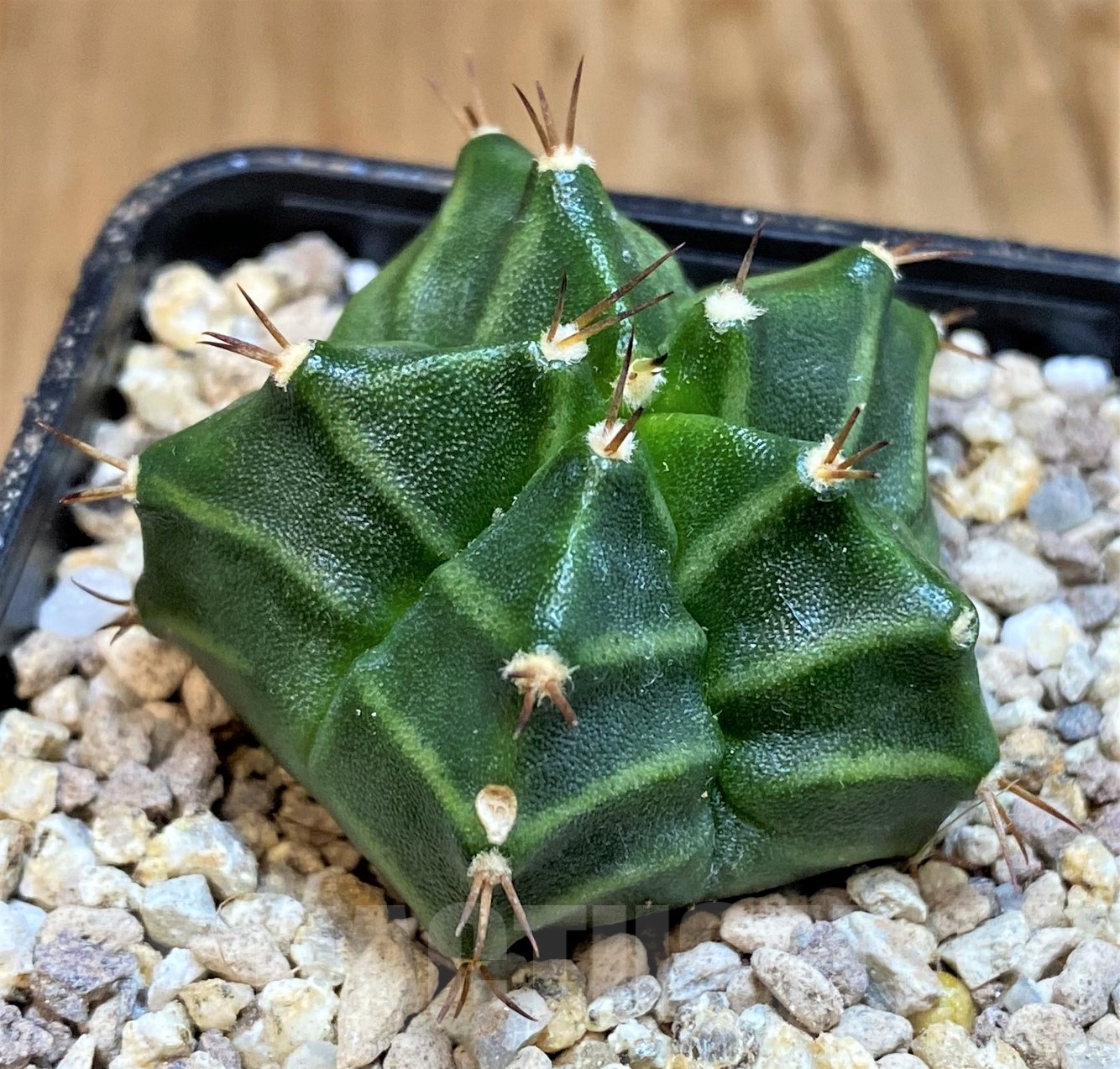 SH19444 Gymnocalycium mihanovichii 'Kikko', 5 ribs