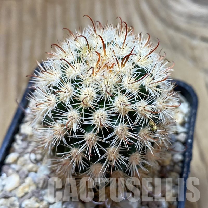 SH19480 Mammillaria gracilis f. monstruosa