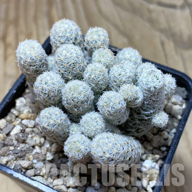 SH19485 Escobaria sneedii v. leei