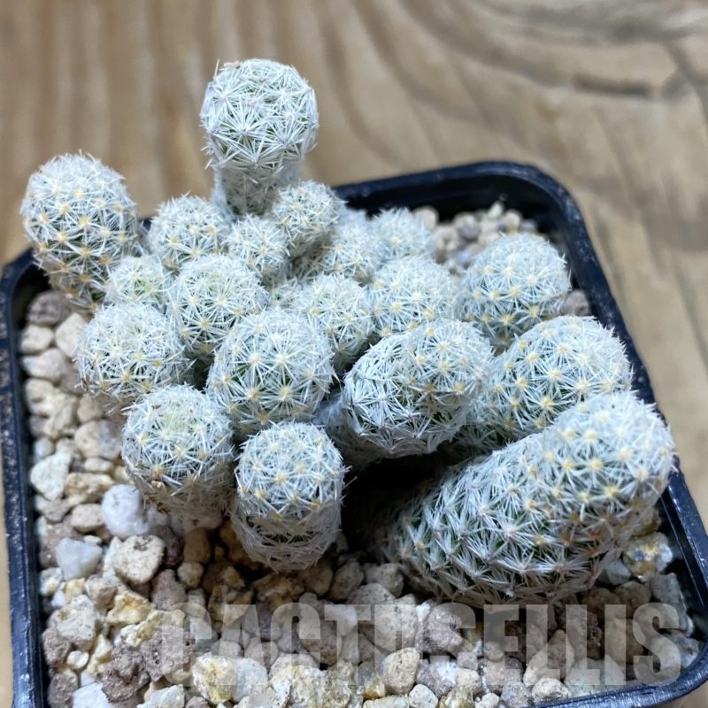 SH19486 Escobaria sneedii v. leei