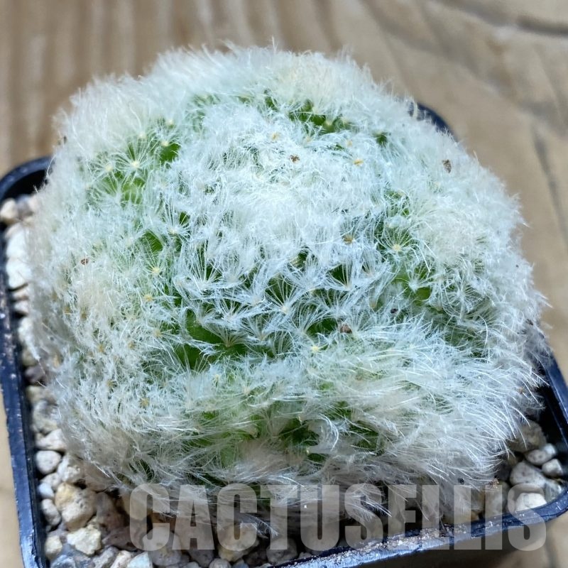 SH19488 Mammillaria plumosa f. monstrosa