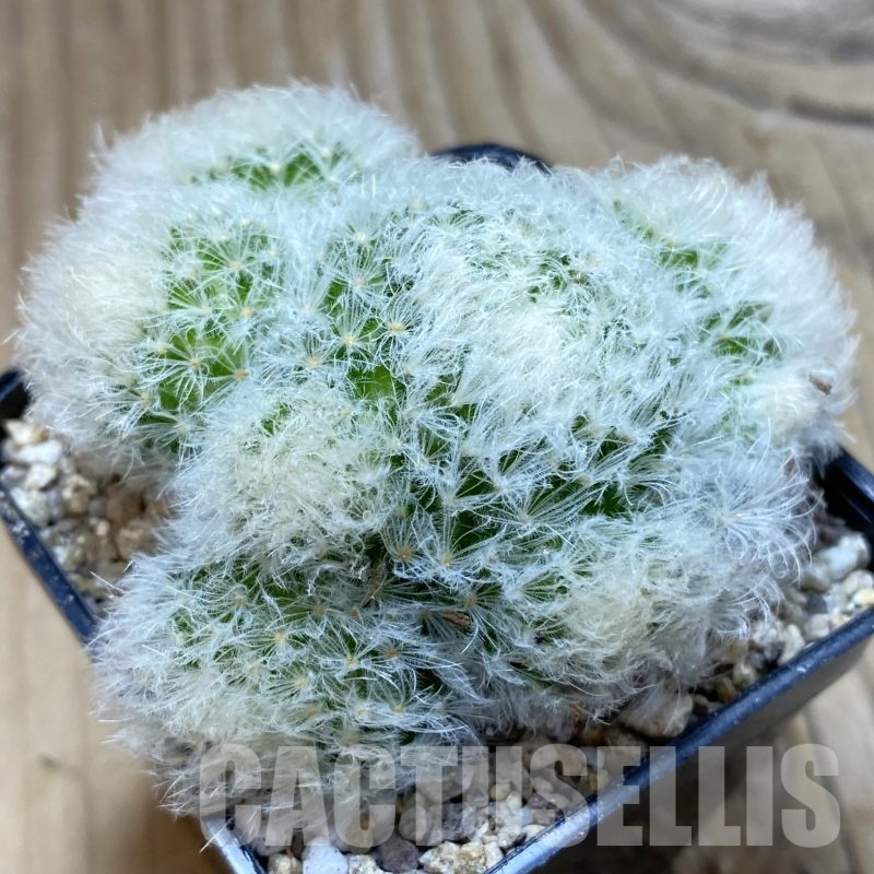 SH19489 Mammillaria plumosa f. monstrosa