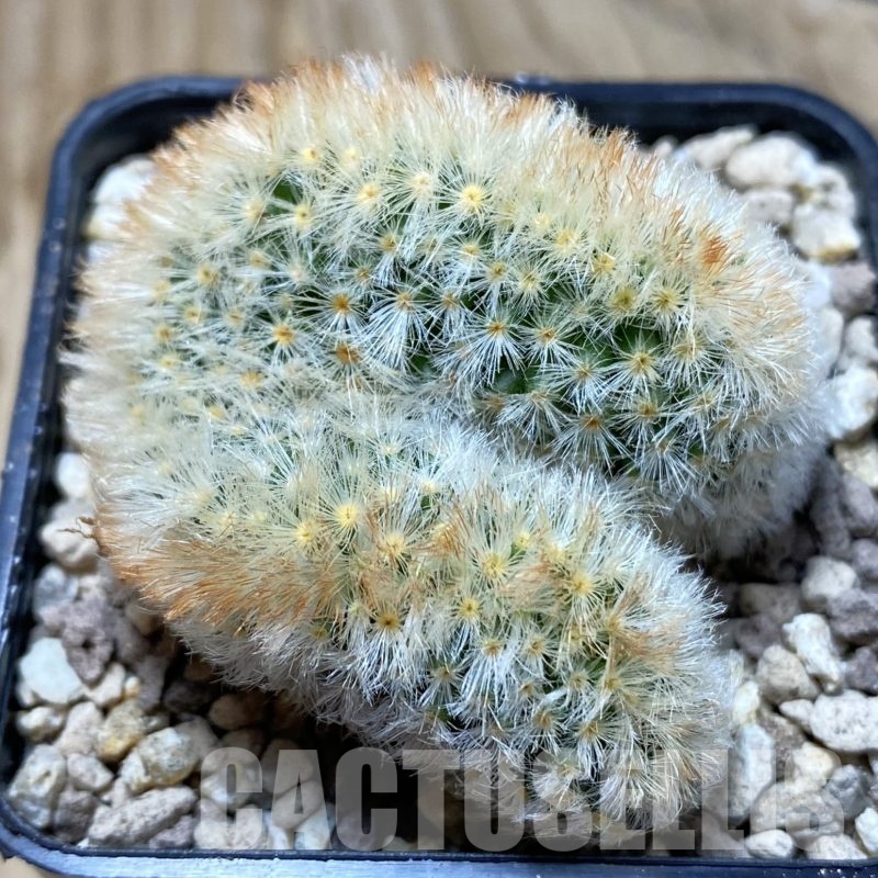 SH19490 Mammillaria carmenae f. cristata