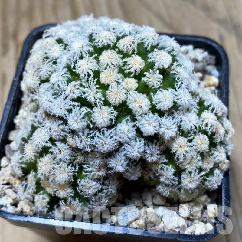 SH19491 Mammillaria plumosa ‘Snow’