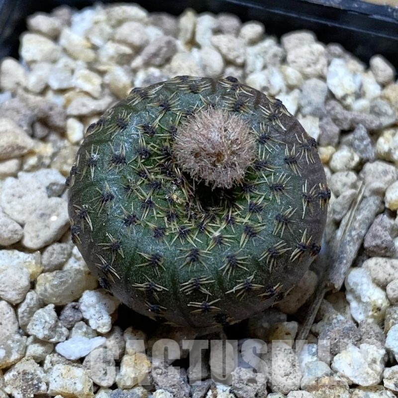 SH19492 Frailea phaeodisca