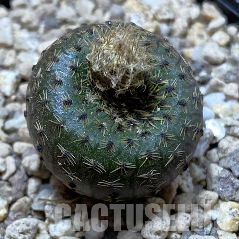 SH19493 Frailea phaeodisca