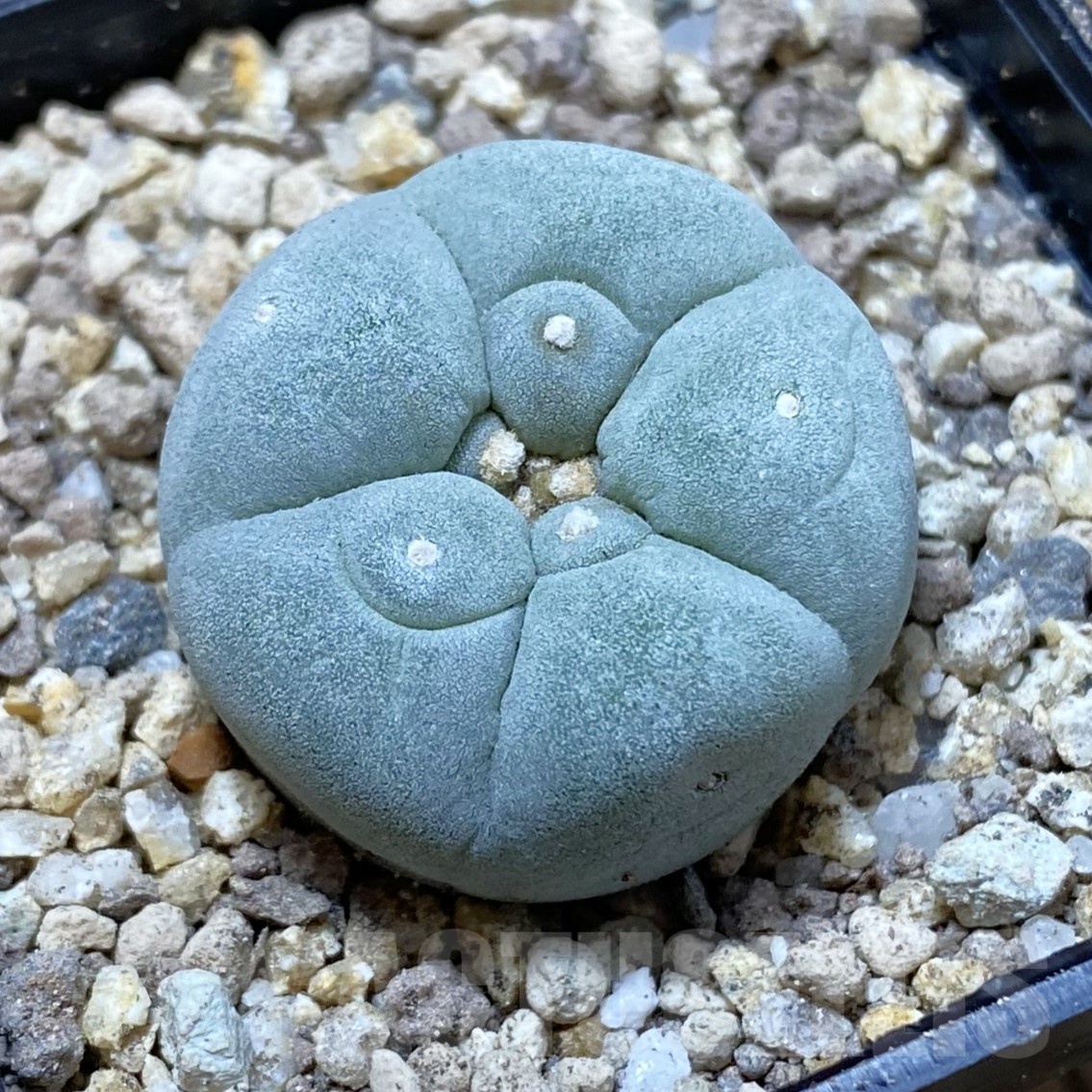 SH19495 Anhalonium frichii