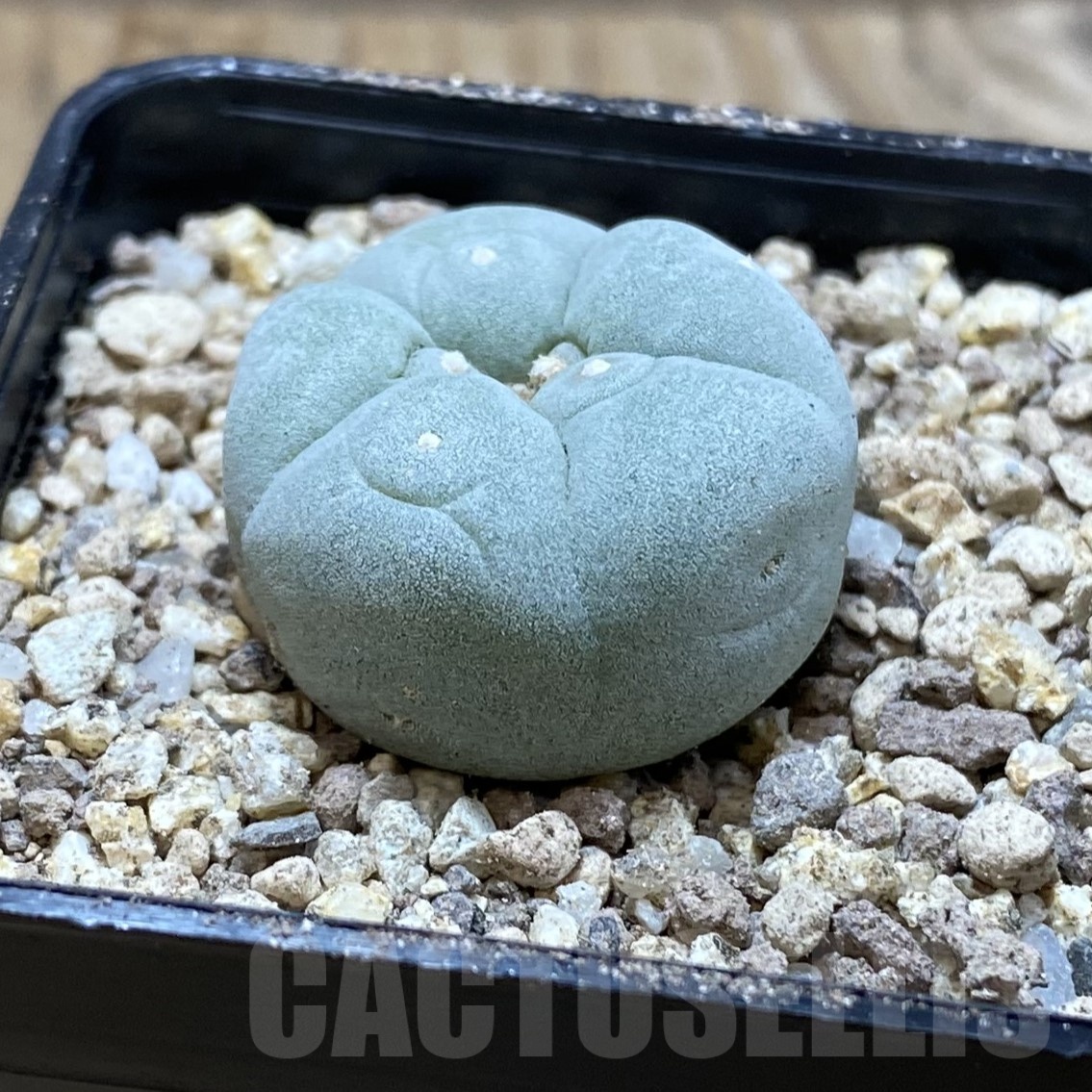 SH19495 Anhalonium frichii - immagine 2