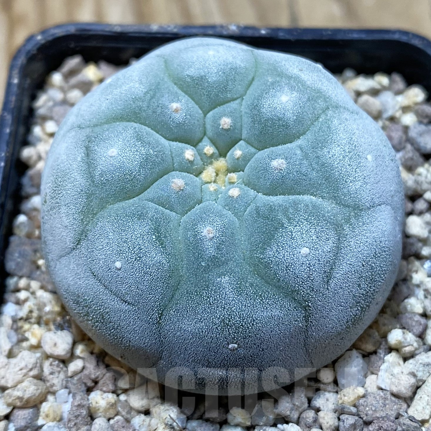 SH19497 Anhalonium frichii