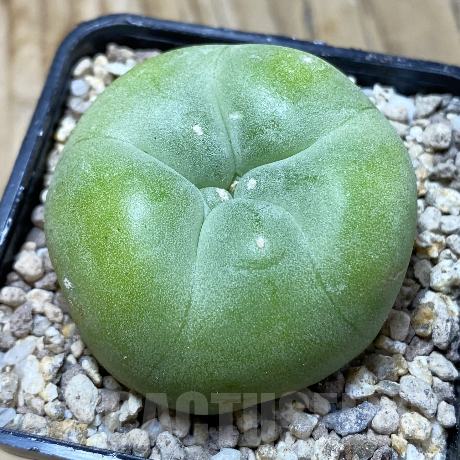 SH19499 Anhalonium diffusa 'Koike'
