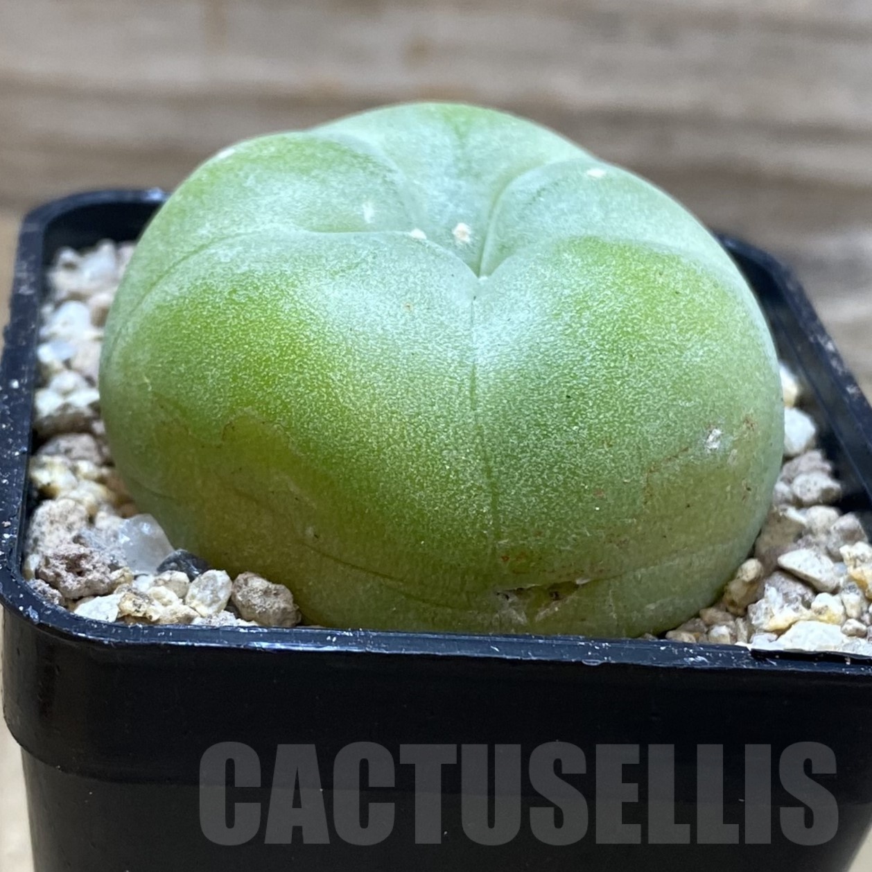 SH19499 Anhalonium diffusa 'Koike' - Image 2