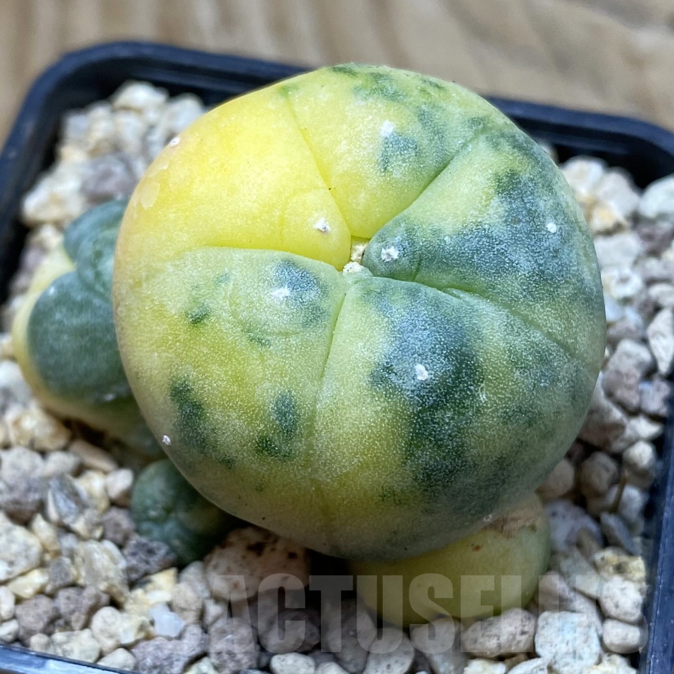 SH19500 Anhalonium diffusa f. variegata, grafted