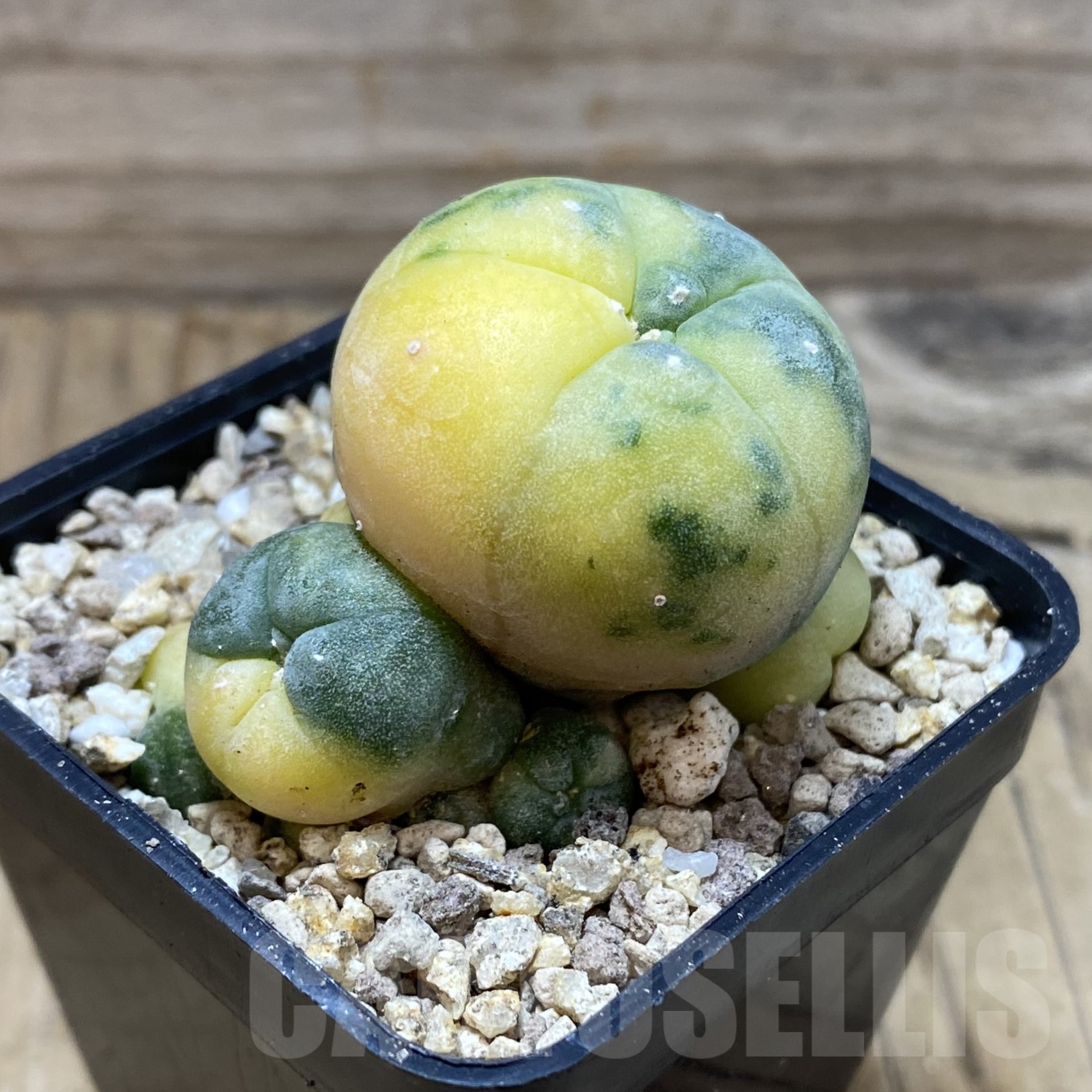 SH19500 Anhalonium diffusa f. variegata, grafted - Зображення 2