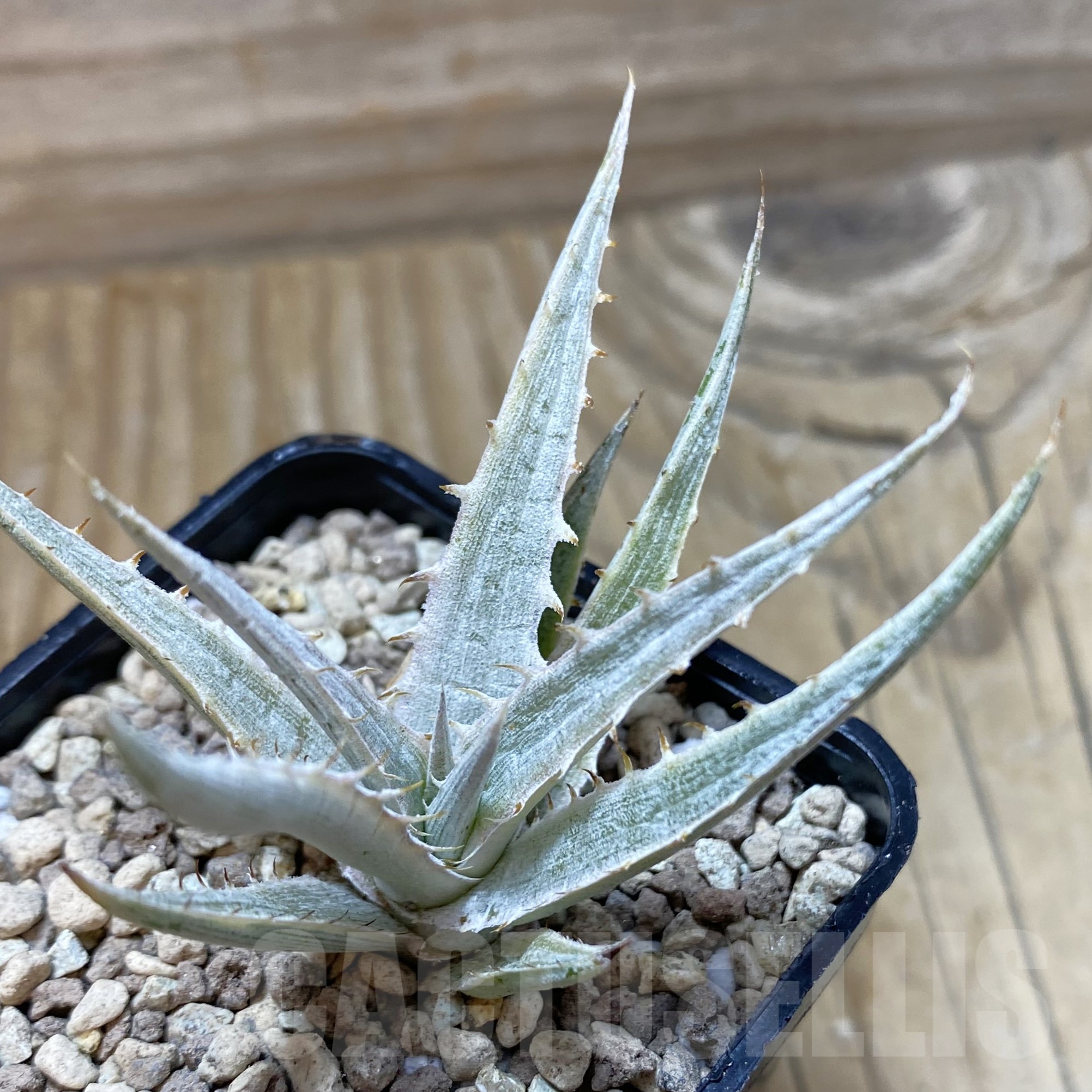 SH19502 Dyckia 'Silver Surfer'