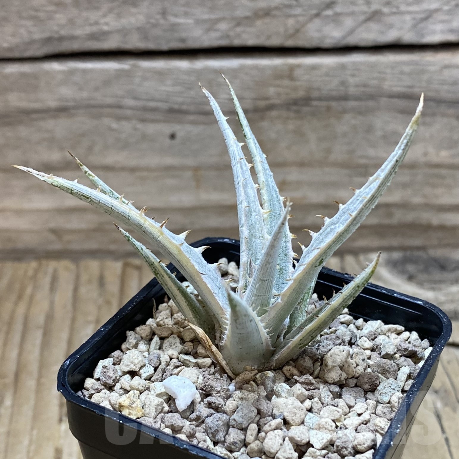 SH19502 Dyckia 'Silver Surfer' - Image 2