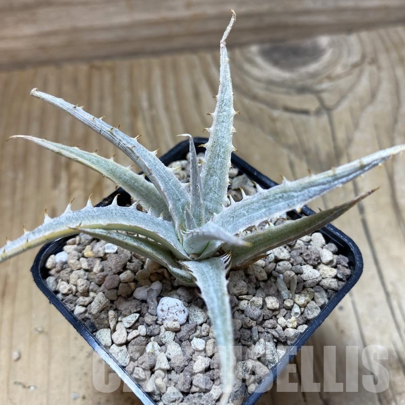 SH19503 Dyckia 'Silver Surfer'