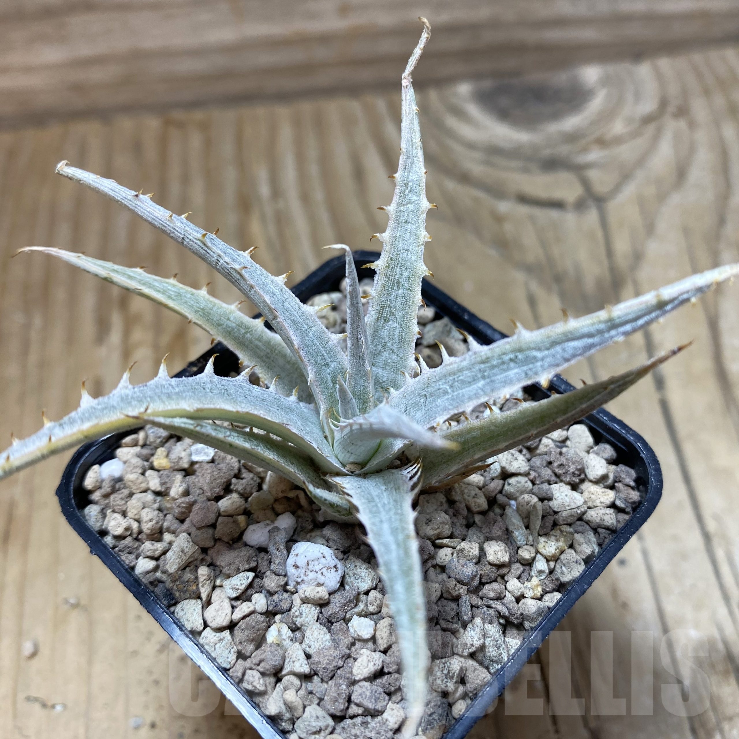 SH19503 Dyckia 'Silver Surfer'