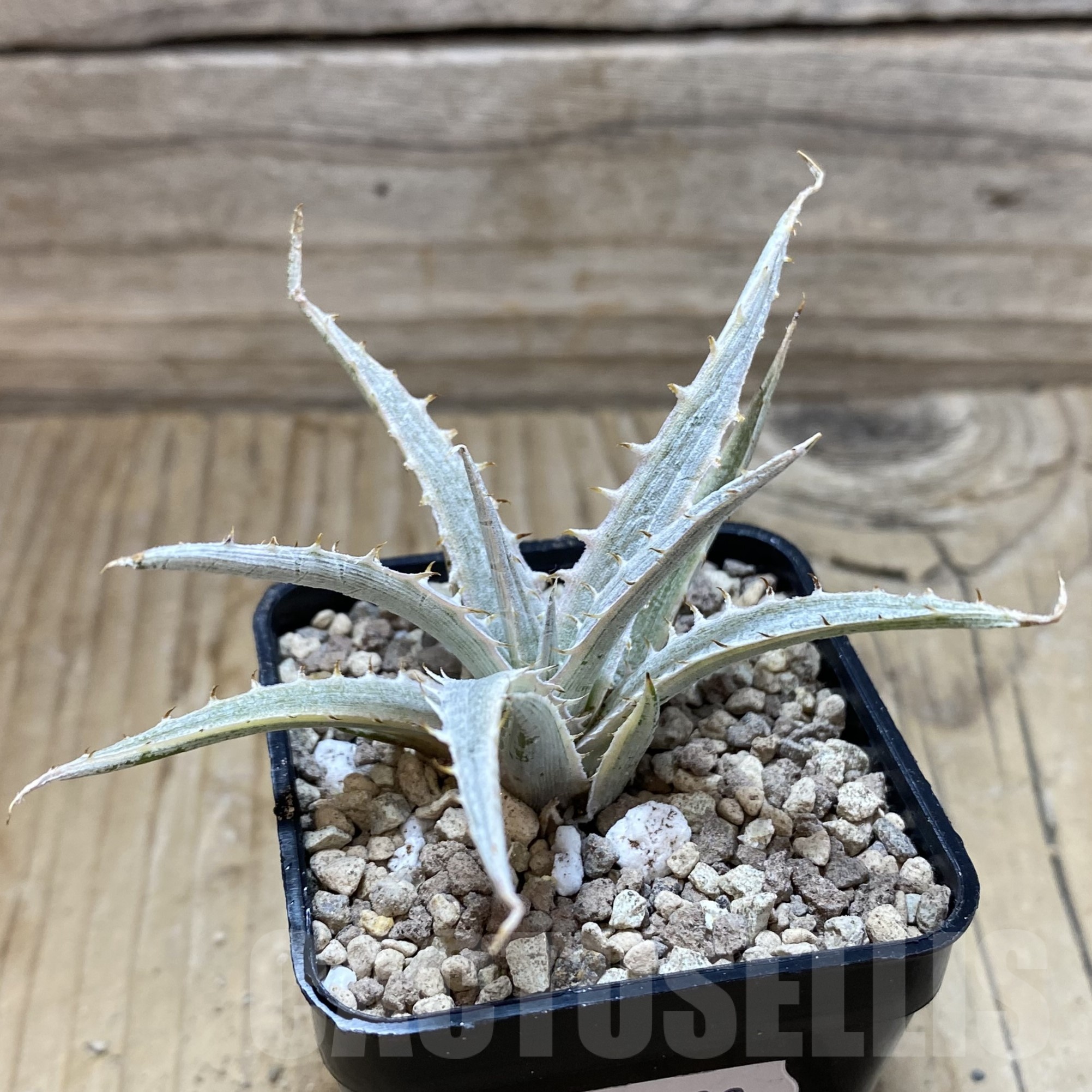 SH19503 Dyckia 'Silver Surfer' - immagine 2