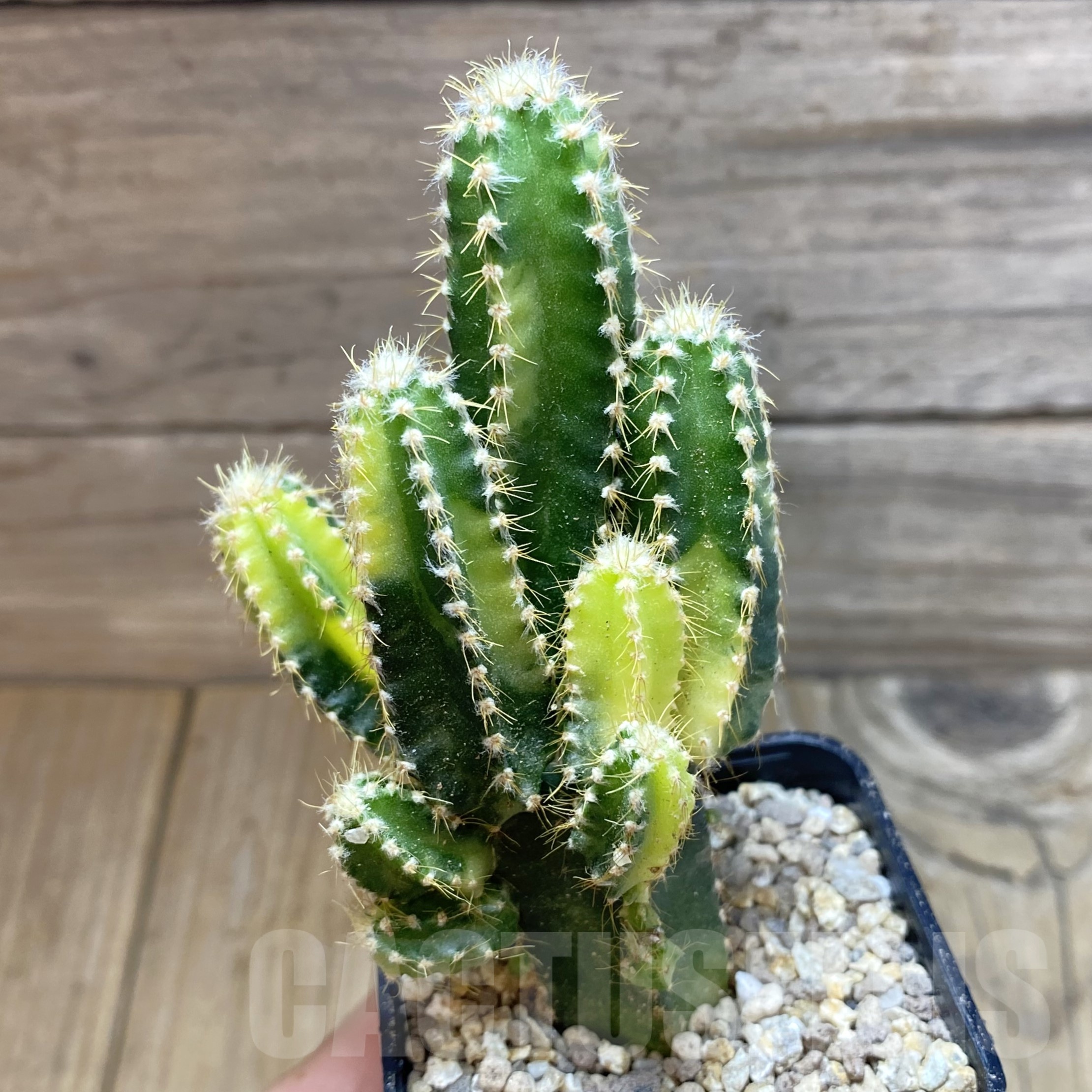 SH19504 Cereus tetragonus f. variegata