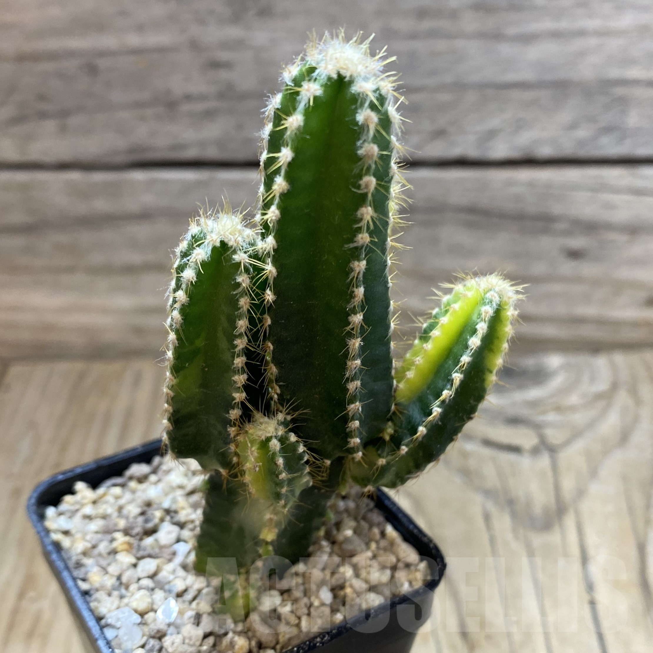 SH19504 Cereus tetragonus f. variegata - Image 2