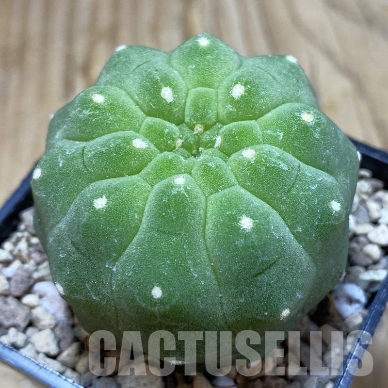 SH19507 Matucana madisoniorum