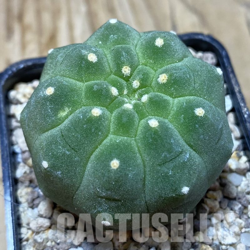 SH19508 Matucana madisoniorum