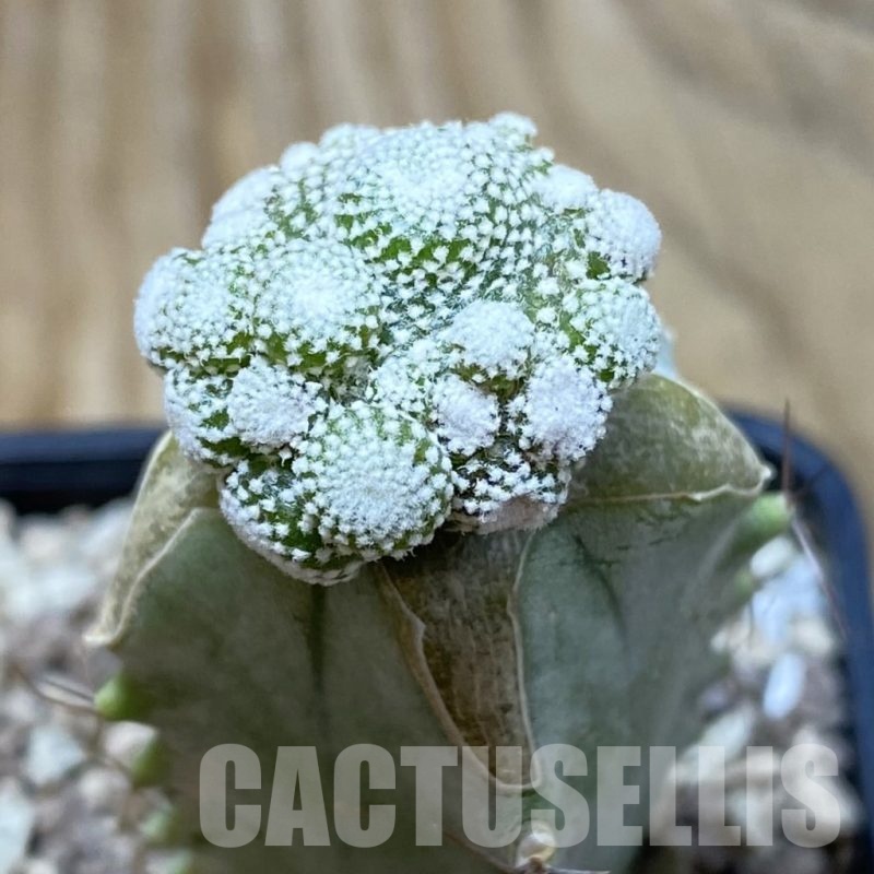 SH19509 Blossfeldia liliputana, grafted