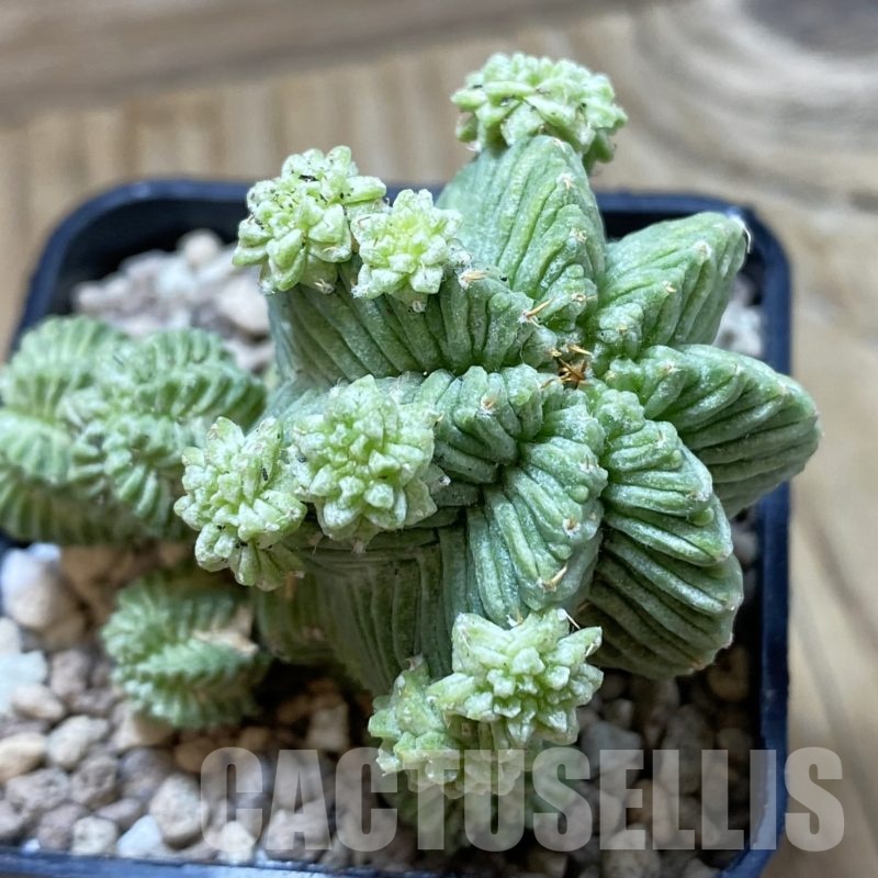 SH19512 Aztekium valdezii, grafted