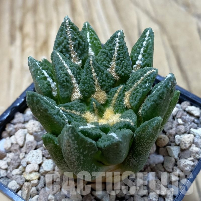 SH19513 Ariocarpus kotschoubeyanus v. elephantidens x fissuratus ‘Godzilla’, own roots