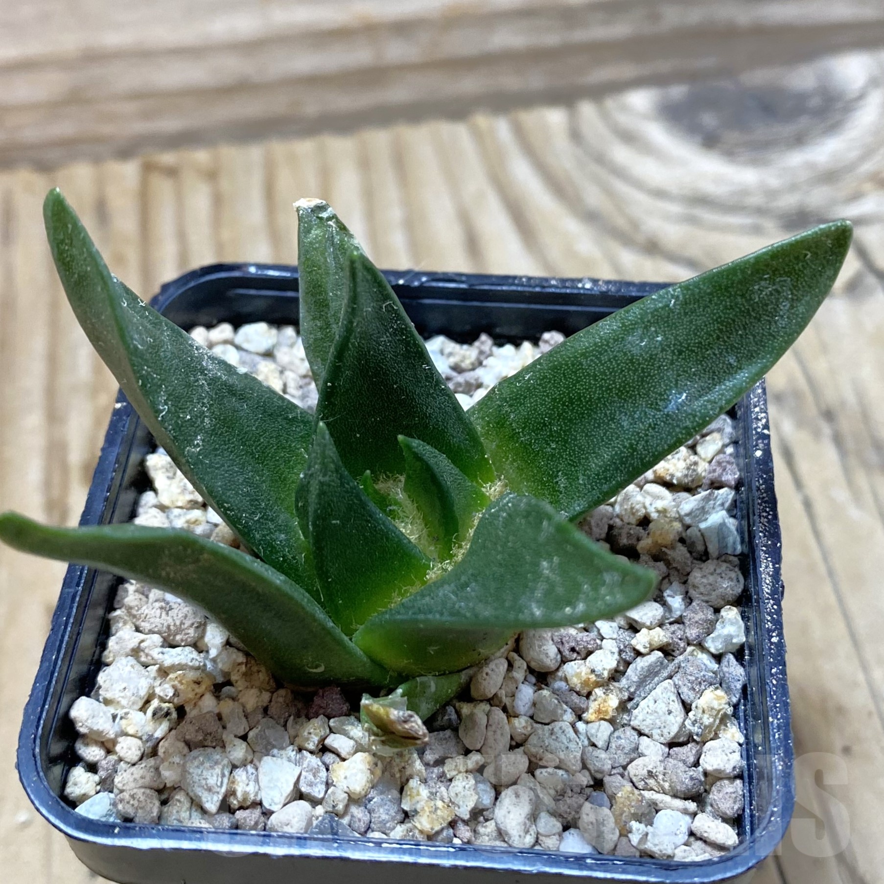 SH19516 Ariocarpus trigonus, own roots