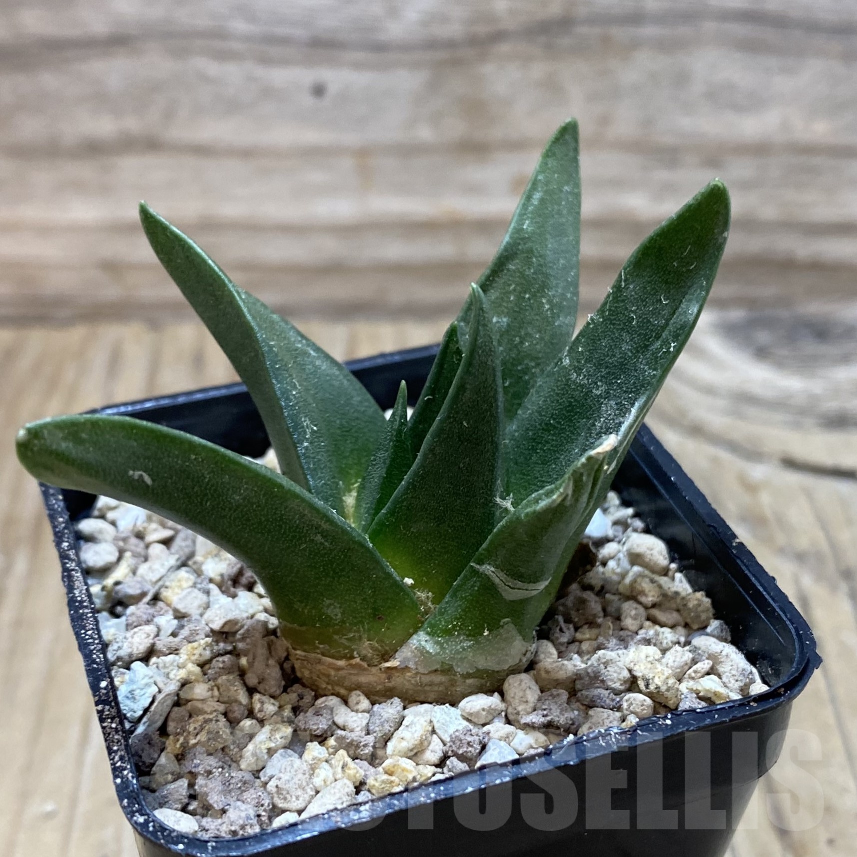 SH19516 Ariocarpus trigonus, own roots - Imagen 2