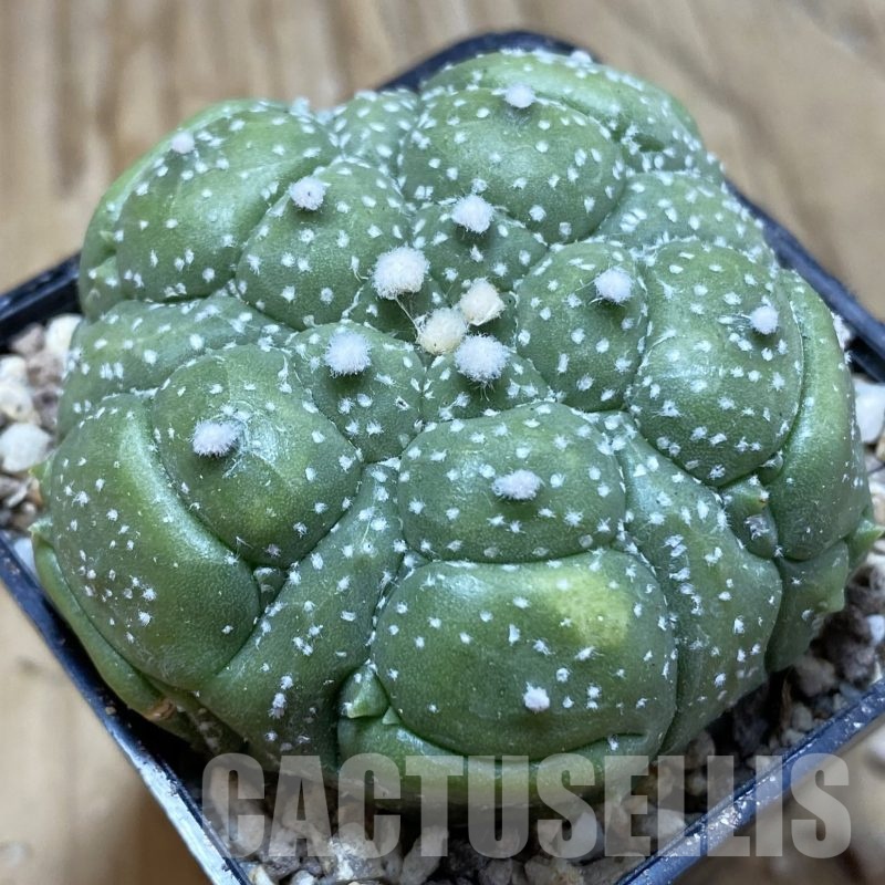 SH19517 Astrophytum asterias ‘Kikko', 5 ribs